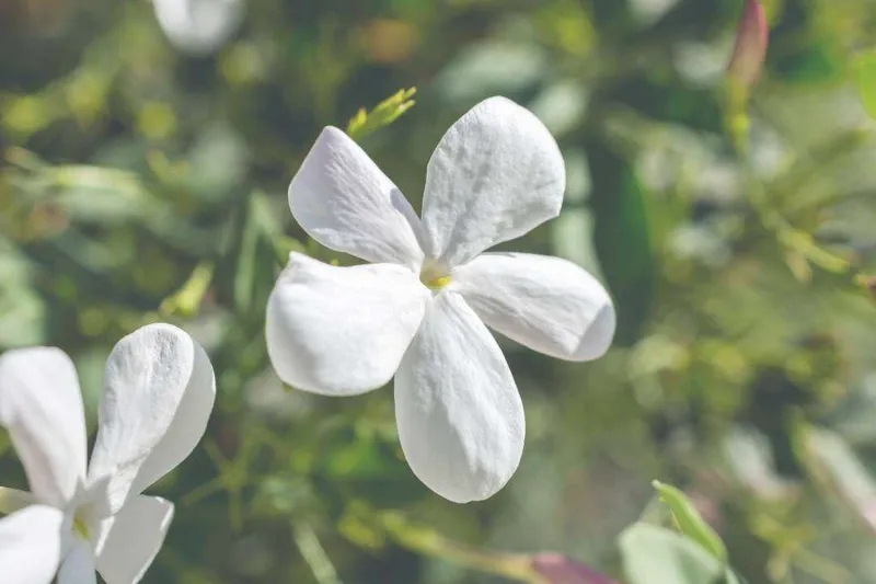 Absoluto de Jazmín (Jasminum grandiflorum L.)