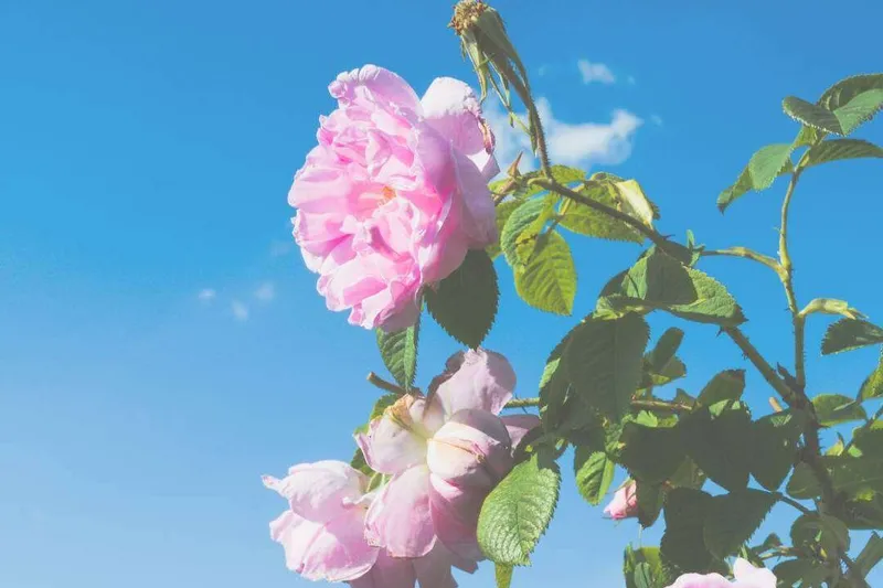Absoluto de Rosa Damascena (Rosa x damascena Mill.)