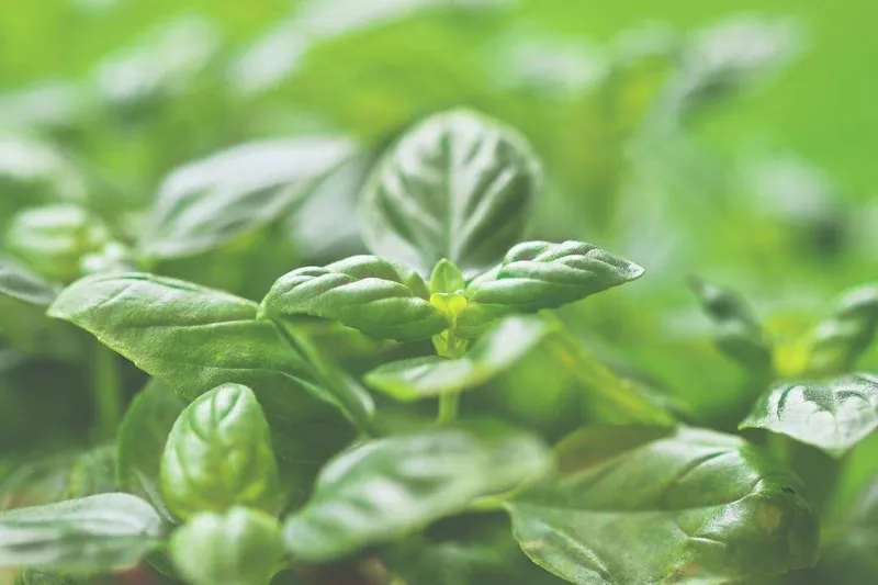 Aceite Esencial de Albahaca Metil Chavicol (Ocimum basilicum L.)