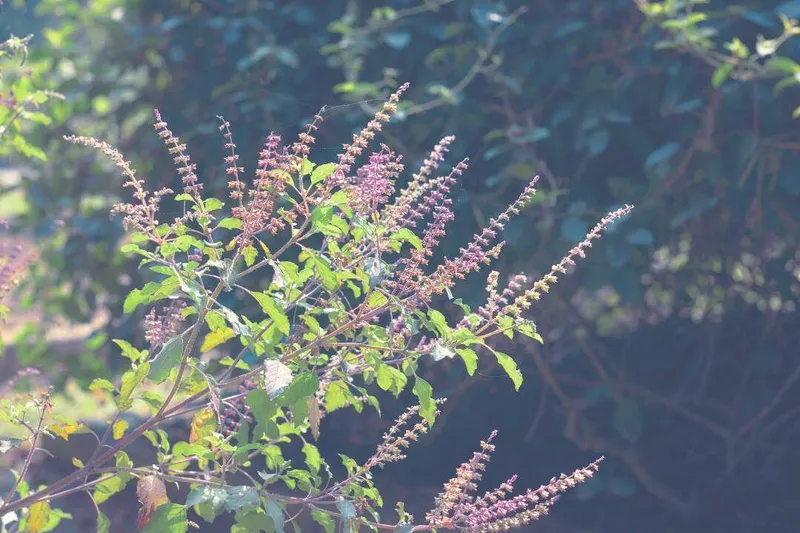 Aceite Esencial de Albahaca Sagrada (Ocimum tenuiflorum L.)