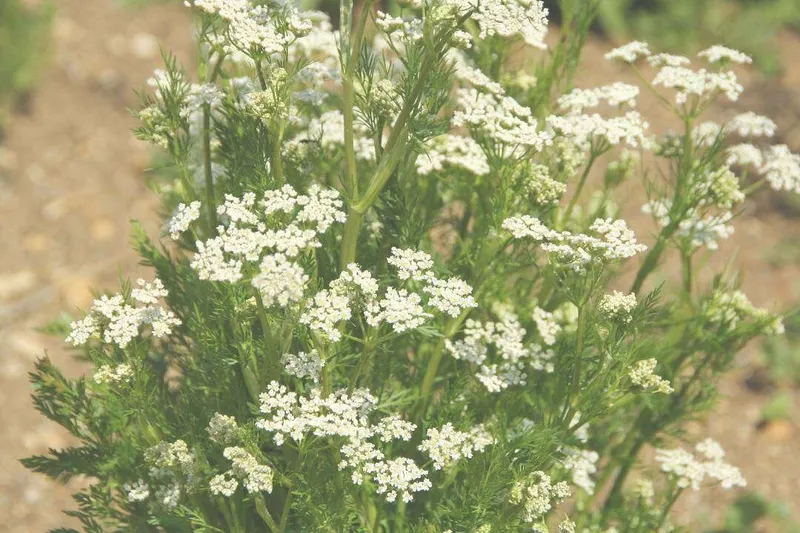 Aceite Esencial de Alcaravea (Carum carvi L.)