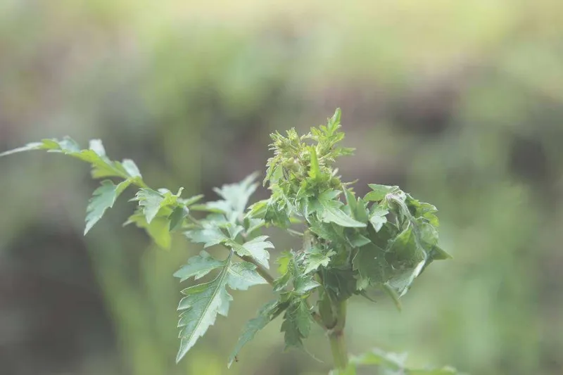 Aceite Esencial de Apio (Apium graveolens L.)