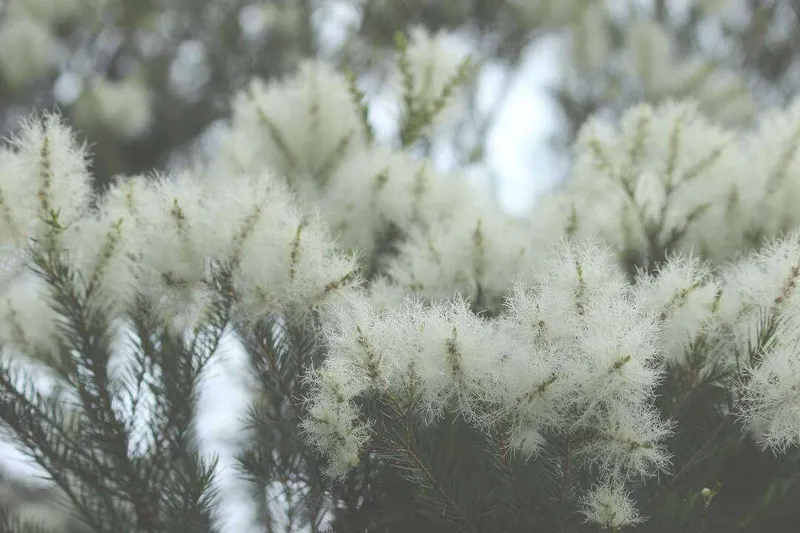 Aceite Esencial de Árbol del Té (Melaleuca alternifolia Cheel)