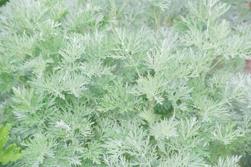 Aceite Esencial de Artemisa Blanca (Artemisia herba-alba Asso)
