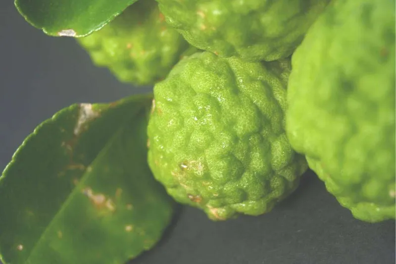 Aceite Esencial de Bergamota (Citrus bergamia Risso)