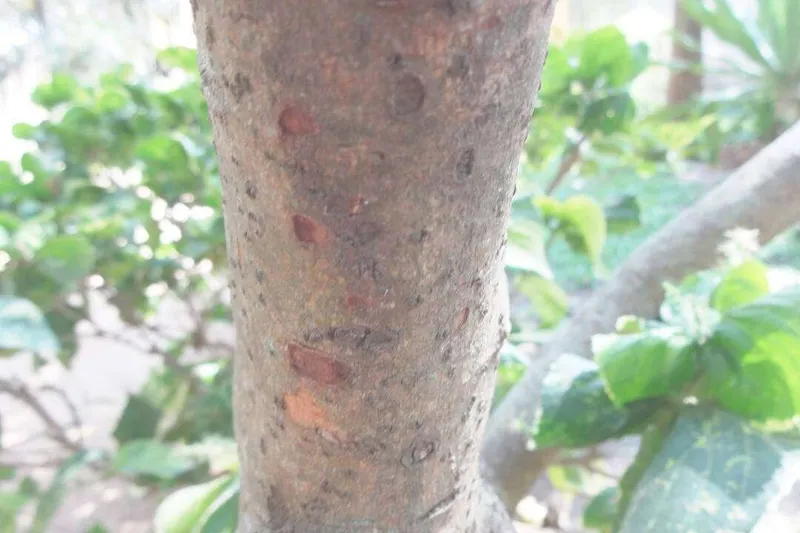 Aceite Esencial de Canela Corteza (Cinnamomum zeylanicum Blume)