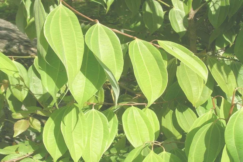 Aceite Esencial de Canela Hojas (Cinnamomum zeylanicum Blume)