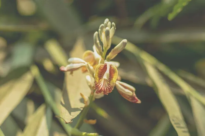 Aceite Esencial de Cardamomo (Elettaria cardamomum L.)