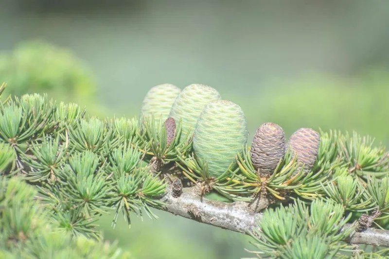 Aceite Esencial de Cedro del Atlas (Cedrus atlantica Manetti)