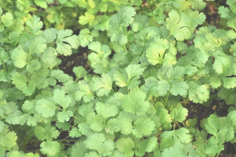 Aceite Esencial de Coriandro (Coriandrum sativum L.)