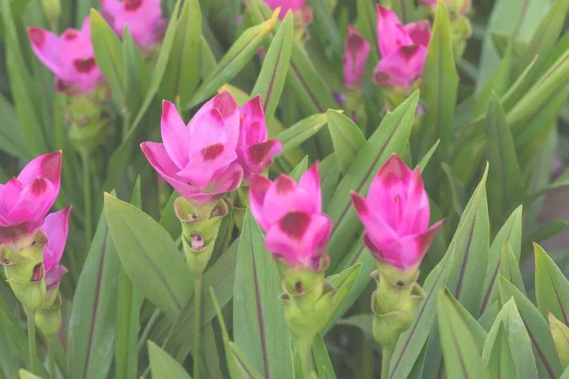 Aceite Esencial de Cúrcuma (Curcuma longa L.)