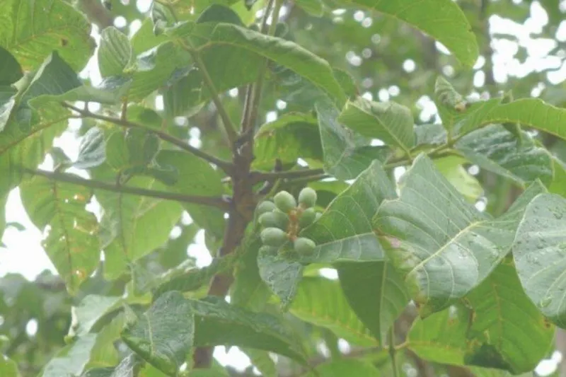 Aceite Esencial de Elemi (Canarium luzonicum Miq.)