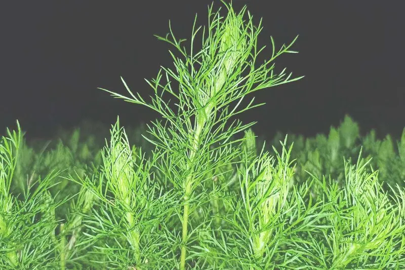 Aceite Esencial de Eneldo (Anethum graveolens L.)