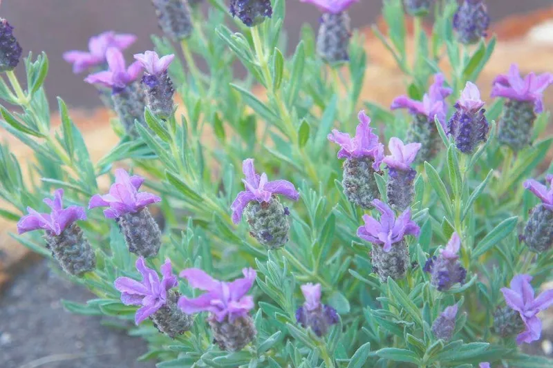 Aceite Esencial de Espliego (Lavandula latifolia Medik.)