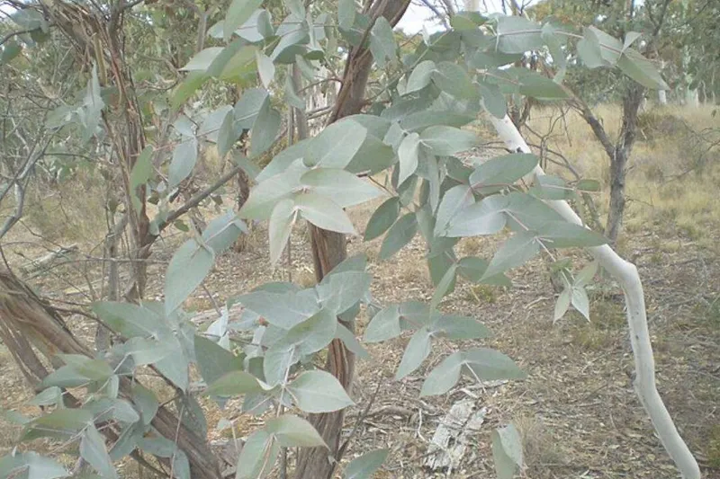 Aceite Esencial de Eucalipto Mentolado (Eucalyptus dives Schauer)