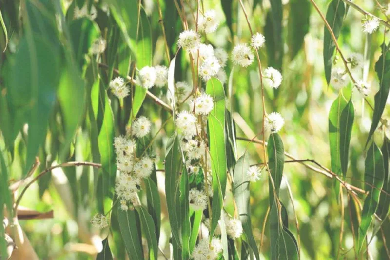 Aceite Esencial de Eucalipto Smithii (Eucalyptus smithii R.T. Baker)
