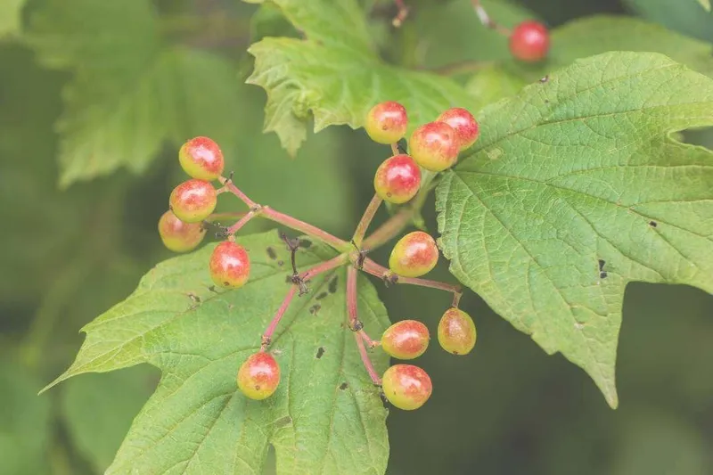 Aceite Esencial de Gaulteria (Gaultheria procumbens L.)