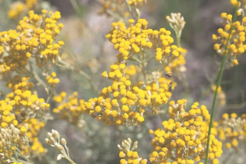 Aceite Esencial de Helicriso de Madagascar (Helichrysum gymnocephalum)