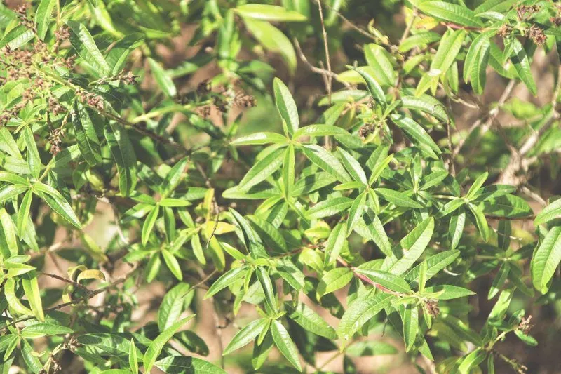 Aceite Esencial de Hierba Luisa (Aloysia citriodora / Lippia citriodora)