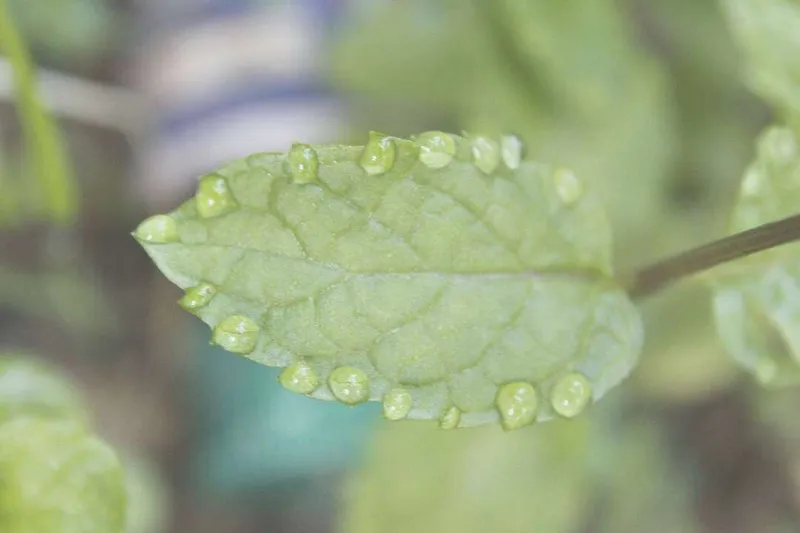 Aceite Esencial de Hierbabuena (Mentha spicata L.)