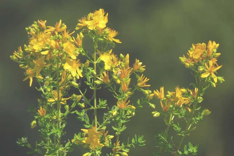 Aceite Esencial de Hipérico (Hypericum perforatum L.)