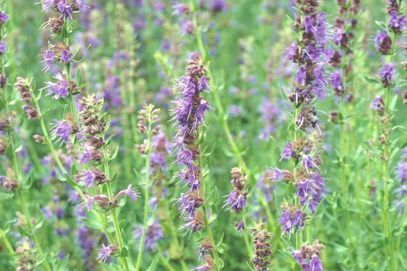 Aceite Esencial de Hisopo (Hyssopus officinalis L.)