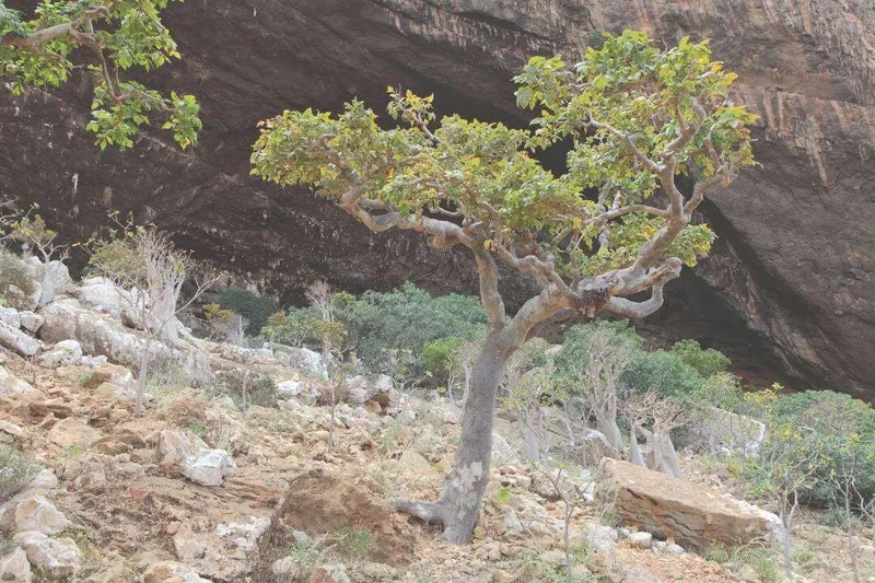 Aceite Esencial de Incienso Olíbano (Boswellia carterii Birdw.)