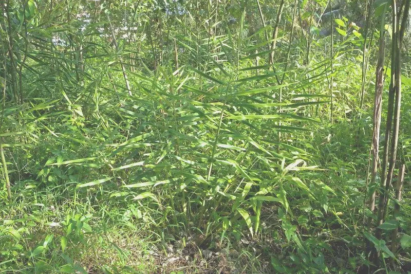 Aceite Esencial de Jengibre (Zingiber officinale Roscoe)