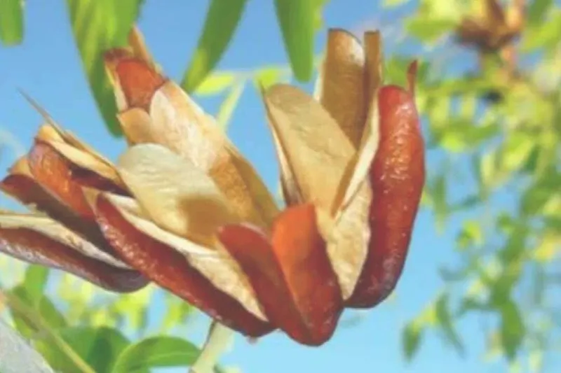 Aceite Esencial de Katafray (Cedrelopsis grevei)