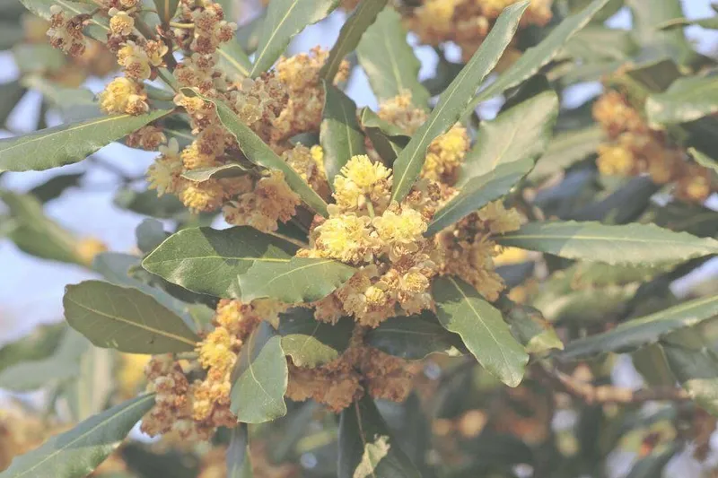 Aceite Esencial de Laurel (Laurus nobilis L.)