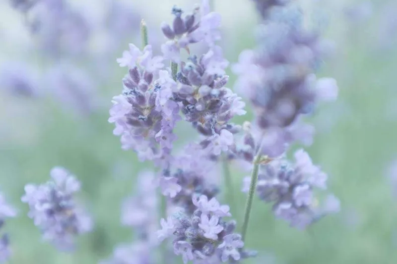 Aceite Esencial de Lavanda Vera (Lavandula angustifolia L.)