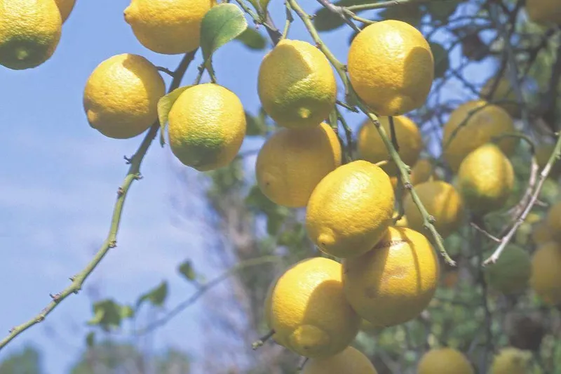 Aceite Esencial de Limón (Citrus limonum Risso)