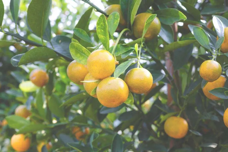 Aceite Esencial de Mandarina Roja (Citrus reticulata Blanco)