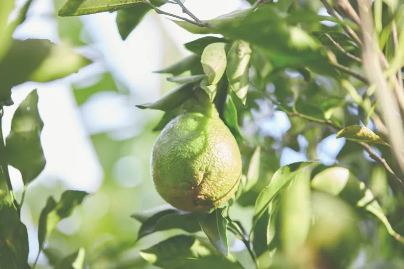 Aceite Esencial de Mandarina Verde (Citrus reticulata Blanco)