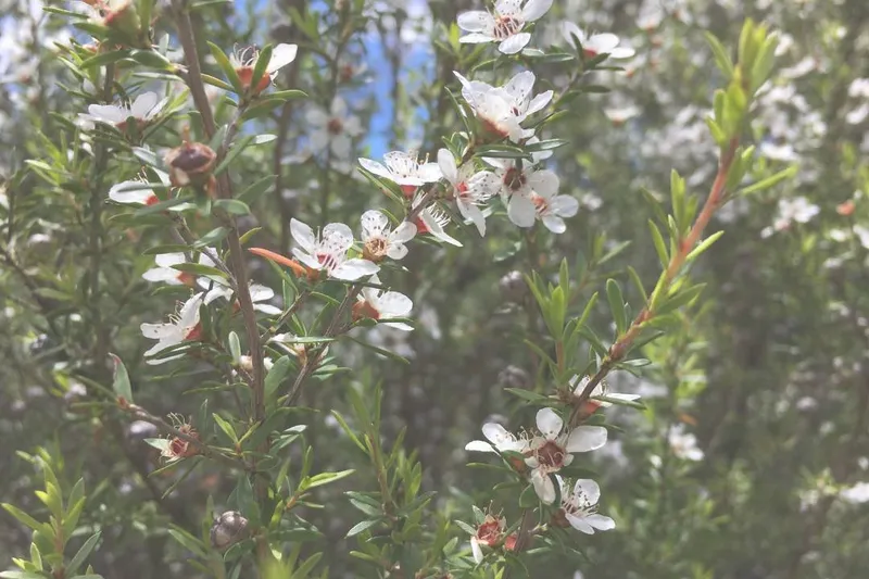 Aceite Esencial de Manuka (Leptospermum scoparium)