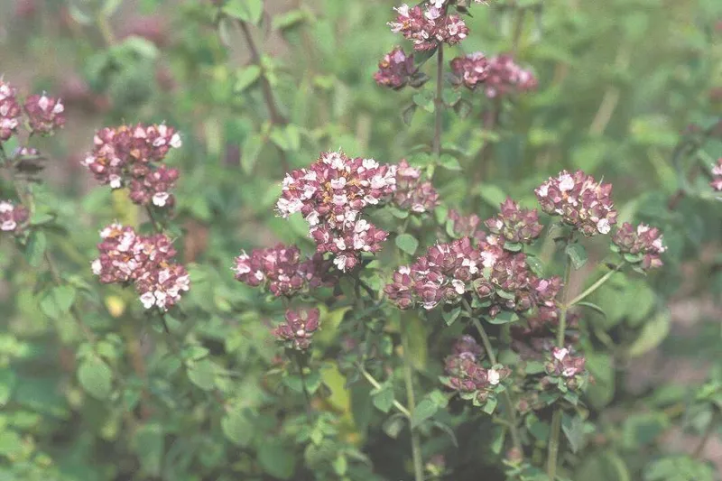 Aceite Esencial de Mejorana (Origanum majorana L.)