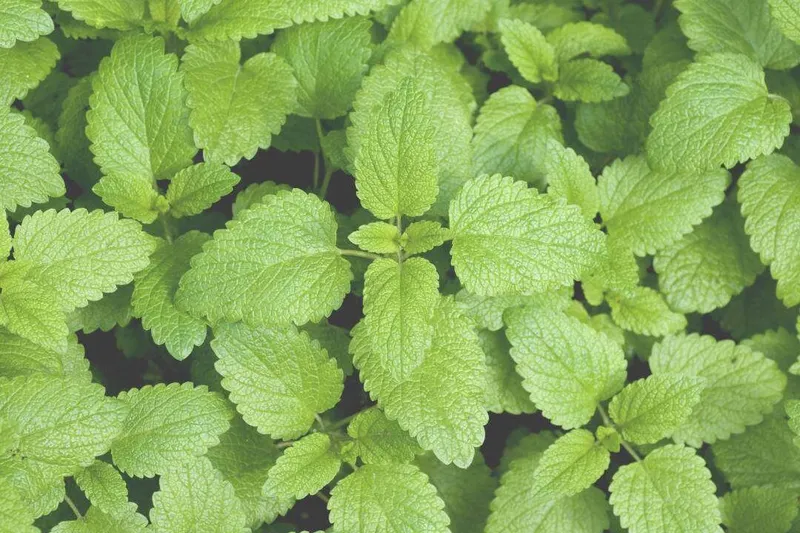 Aceite Esencial de Melisa Real (Melissa officinalis L.)