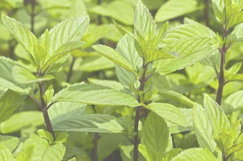 Aceite Esencial de Menta de Campo (Mentha arvensis L.)