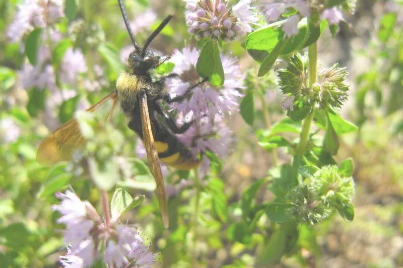 Aceite Esencial de Menta Poleo (Mentha pulegium L.)