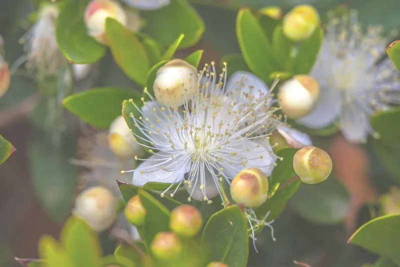 Aceite Esencial de Mirto Rojo (Myrtus communis L.)