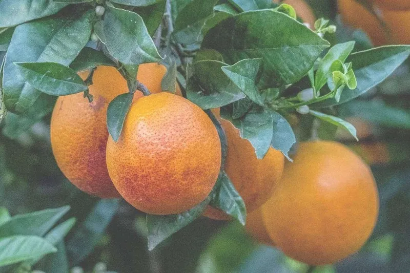 Aceite Esencial de Naranja Sanguina (Citrus sinensis L. var. Sanguinelli)