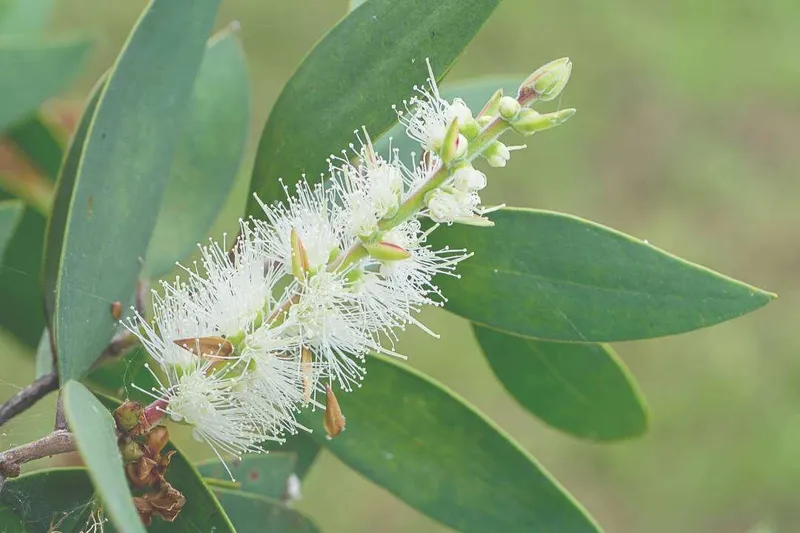 Aceite Esencial de Niaulí (Melaleuca quinquenervia Cav.)
