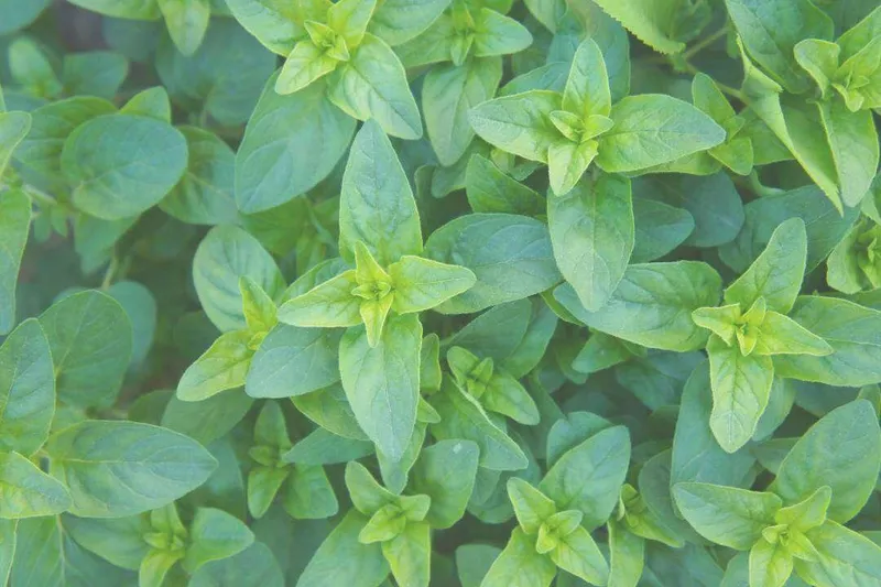 Aceite Esencial de Orégano Compacto (Origanum compactum Benth.)