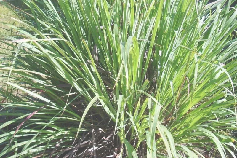 Aceite Esencial de Palmarosa (Cymbopogon martinii Roxb.)