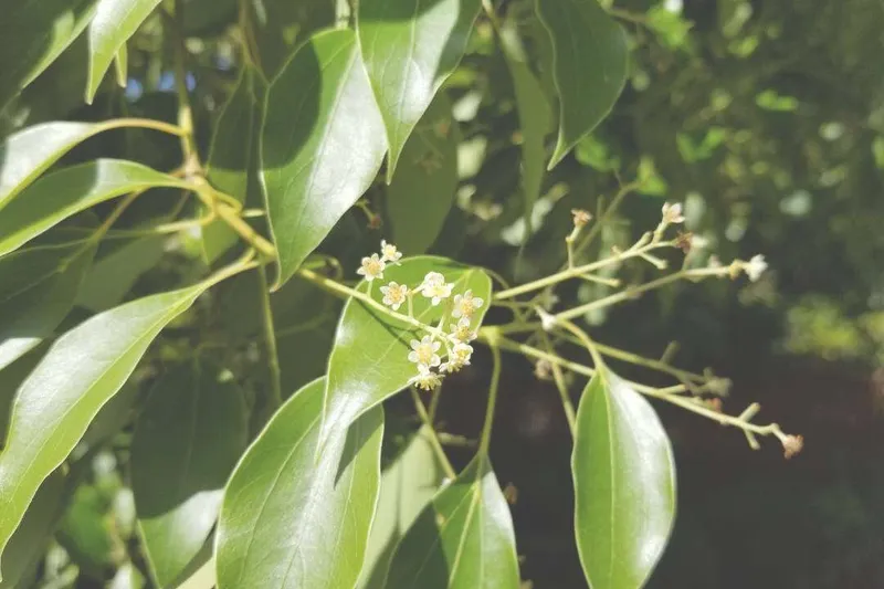 Aceite Esencial de Palo de Ho (Ho Wood) (Cinnamomum camphora L.)