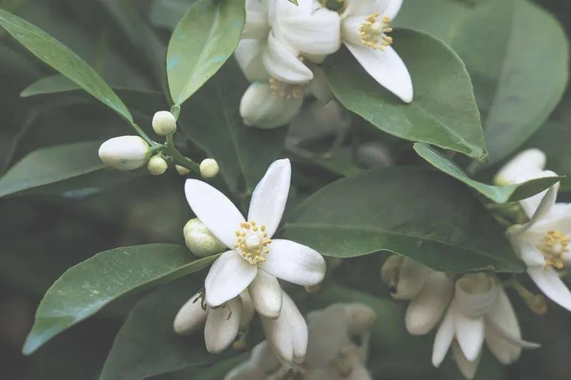 Aceite Esencial de Petit Grain Bigarade (Citrus aurantium Subesp. amara)