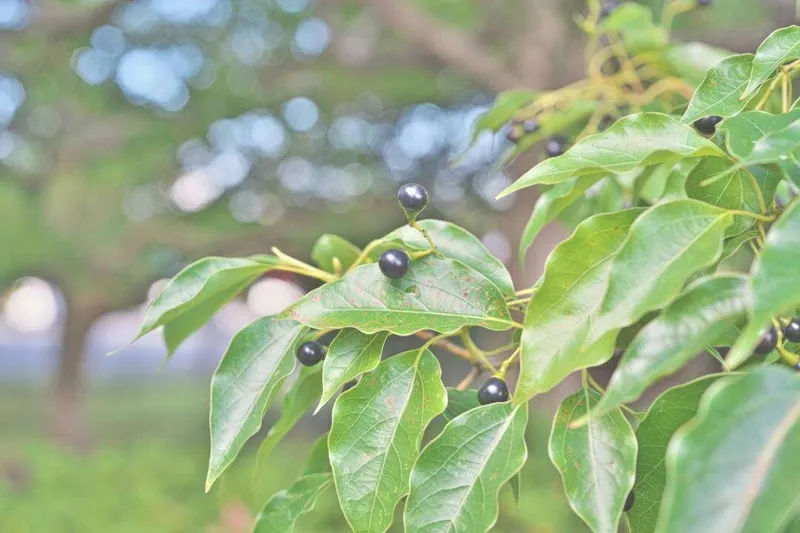 Aceite Esencial de Ravintsara (Cinnamomum camphora L.)
