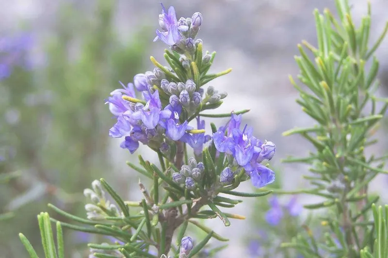 Aceite Esencial de Romero Verbenona (Rosmarinus officinalis L.)