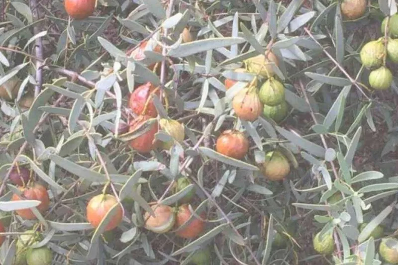 Aceite Esencial de Sándalo Australia (Santalum spicatum R.Br.)