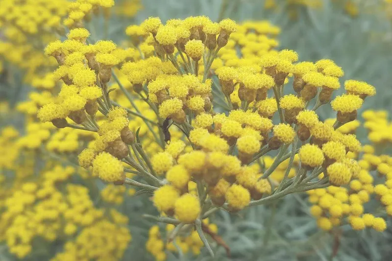 Aceite Esencial de Siempreviva (Helichrysum italicum Roth)